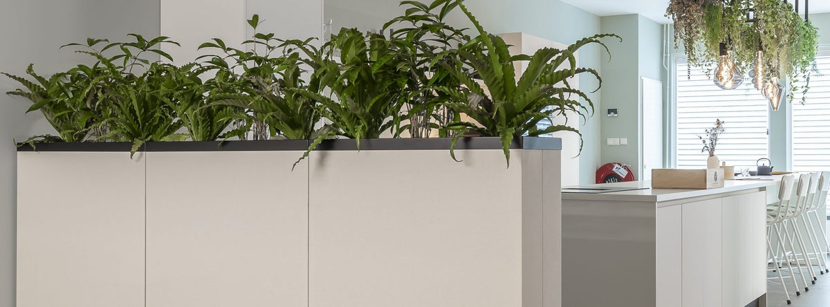 Sfeerbeeld van een lange lichte plantenbak met groene planten als afscheiding in een kantoorruimte