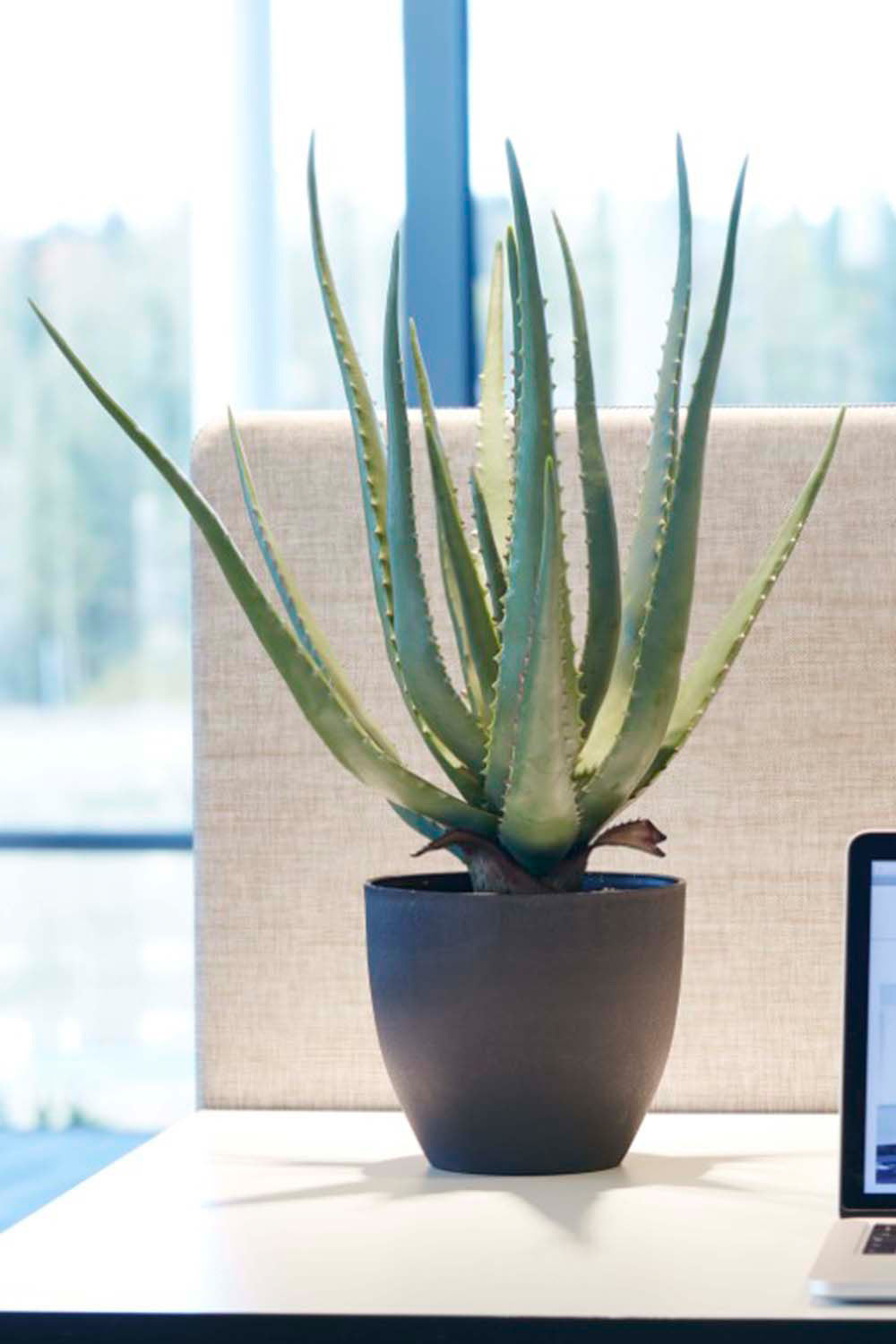 Kunstplant Aloë vera 550 mm inclusief pot - Götessons